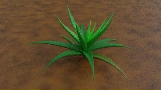 Aloe vera plant 3D model_0