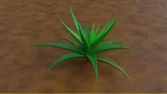 Aloe vera plant