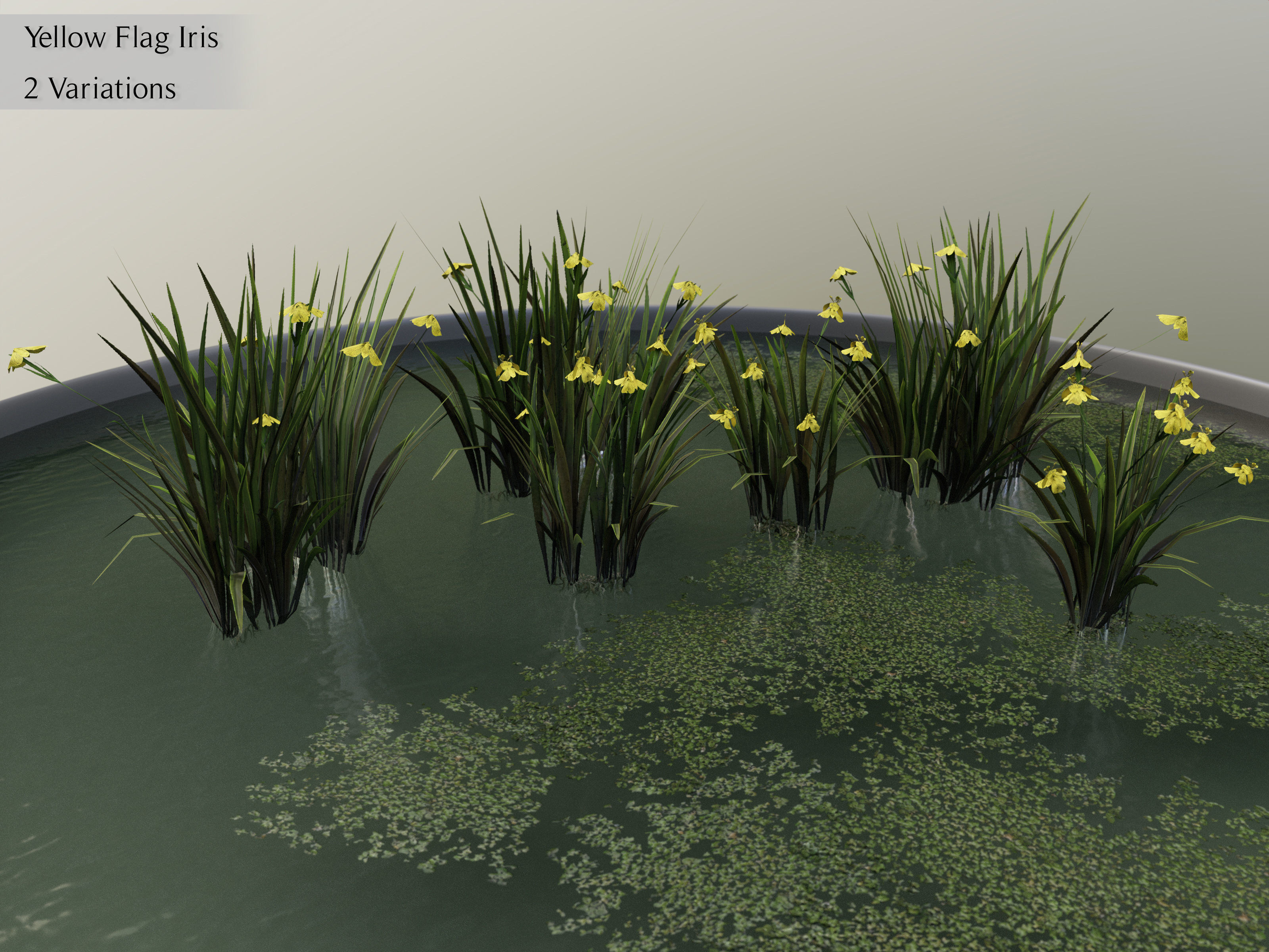 Nature Assets - Lake Plants Low-poly 3D model_19