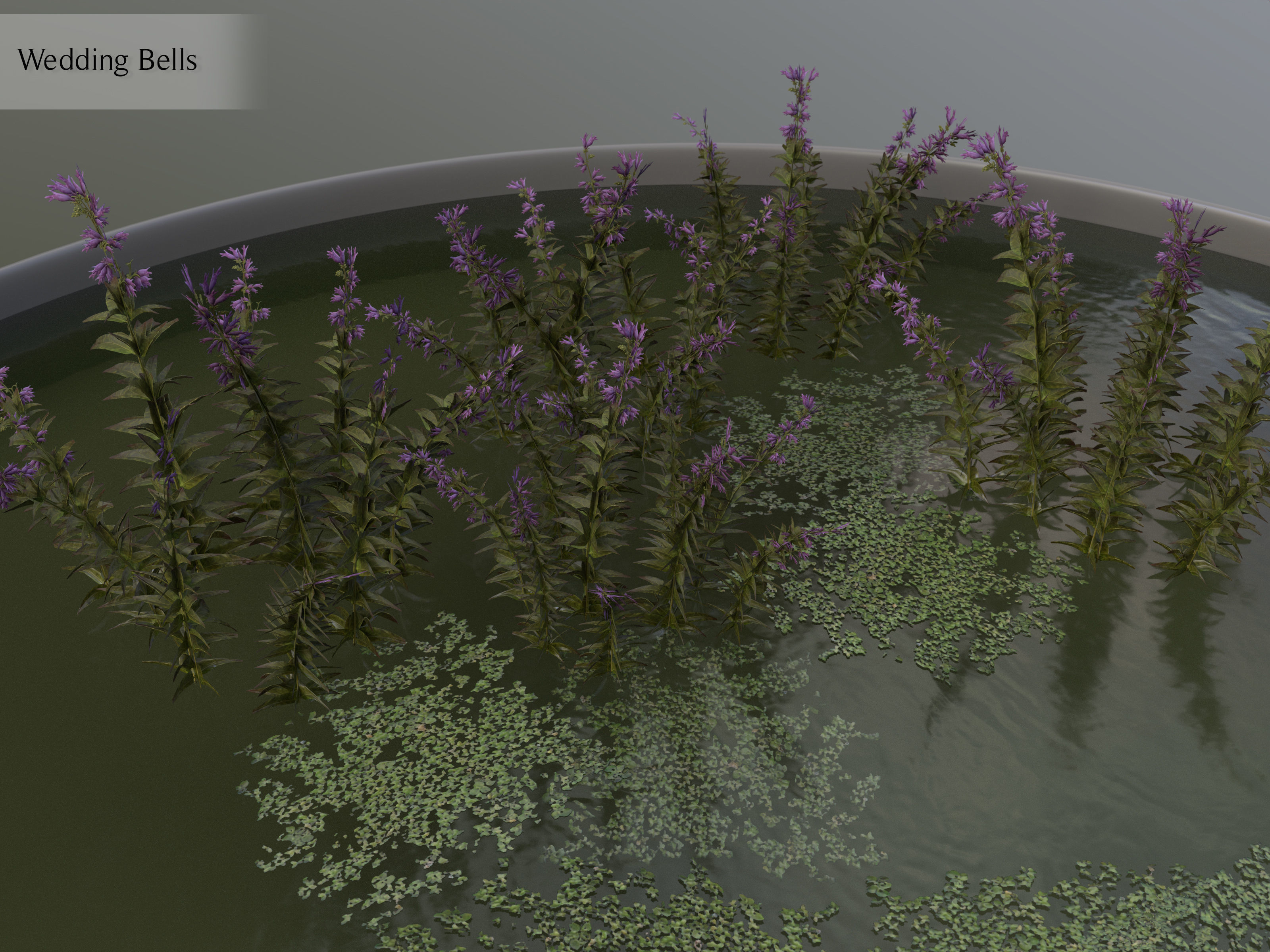 Nature Assets - Lake Plants Low-poly 3D model_17