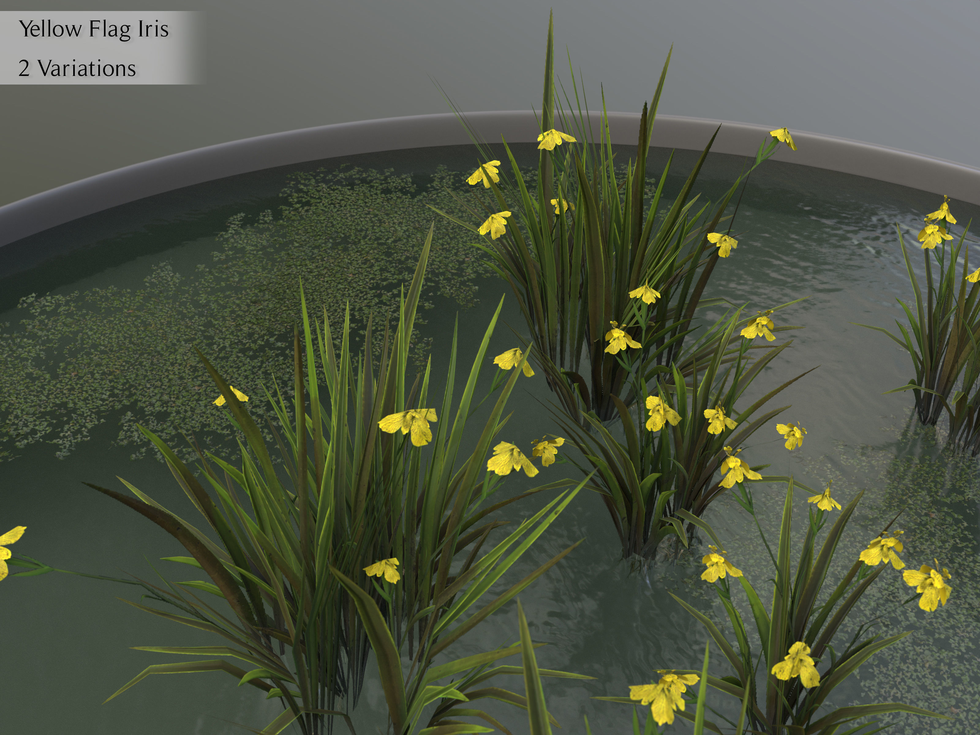 Nature Assets - Lake Plants Low-poly 3D model_20