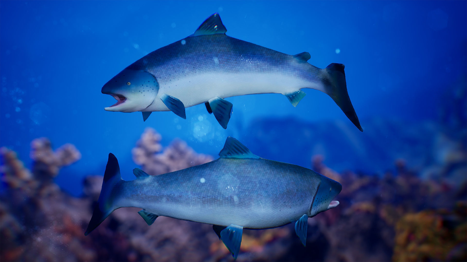 Sea Animals 12 Meshes Low-poly 3D model_6