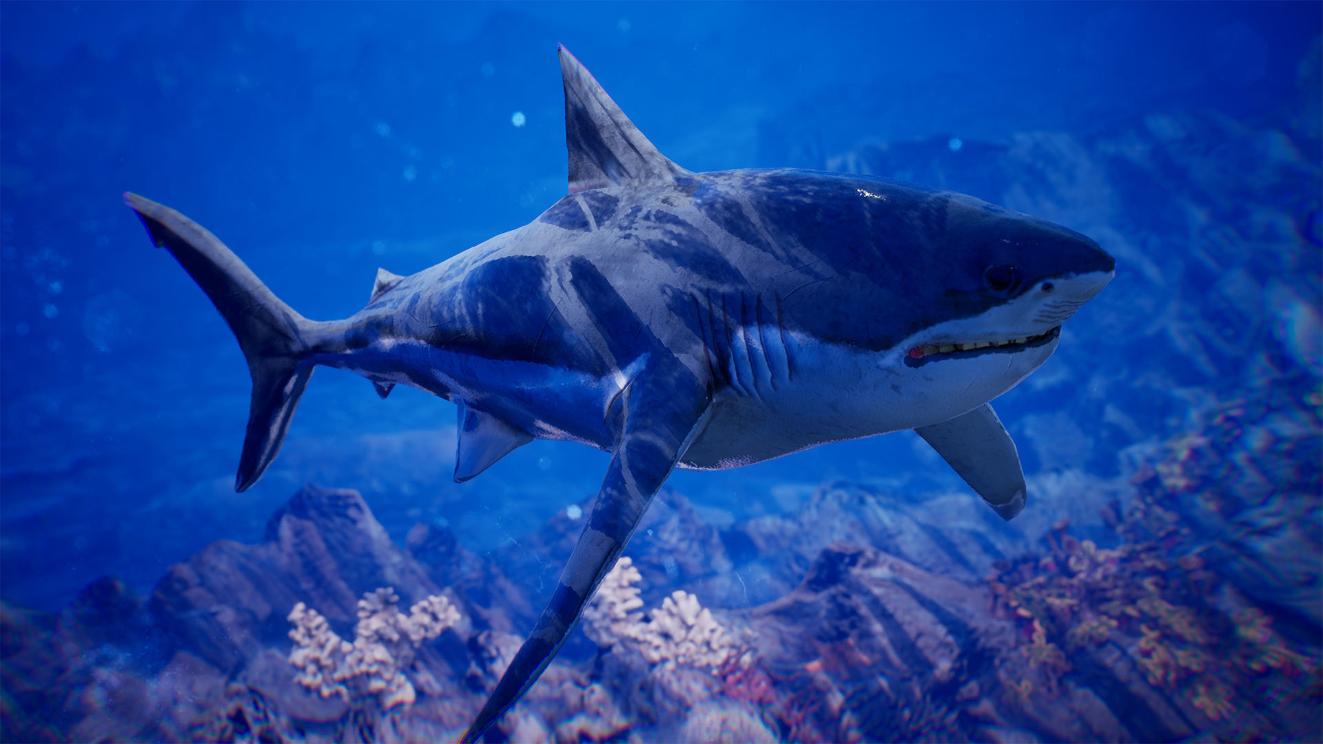 Sea Animals 12 Meshes Low-poly 3D model_3