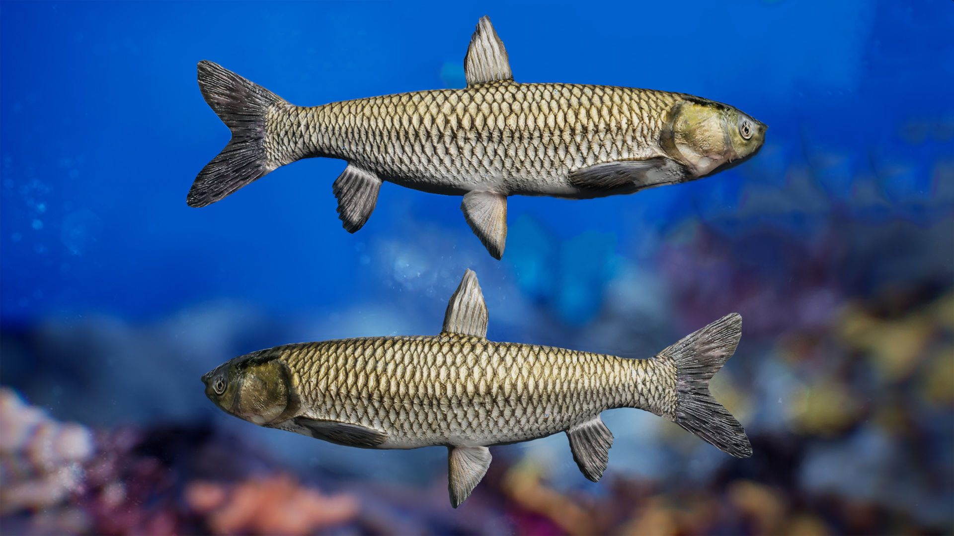 Sea Animals 12 Meshes Low-poly 3D model_10