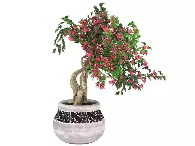 pot of bougainvillea tree