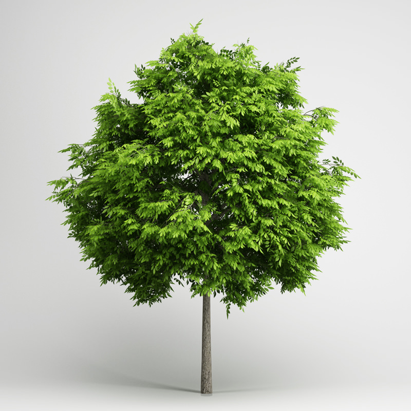 European Ash 06 3D model_1