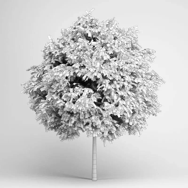 European Ash 06 3D model_0