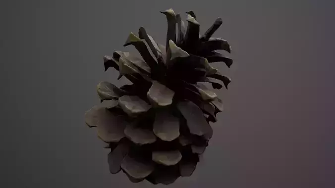 3d scan cone pine