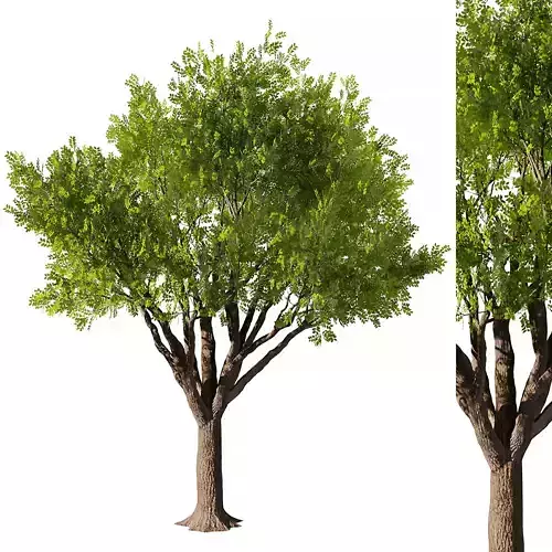 Mahogany Tree 3D model