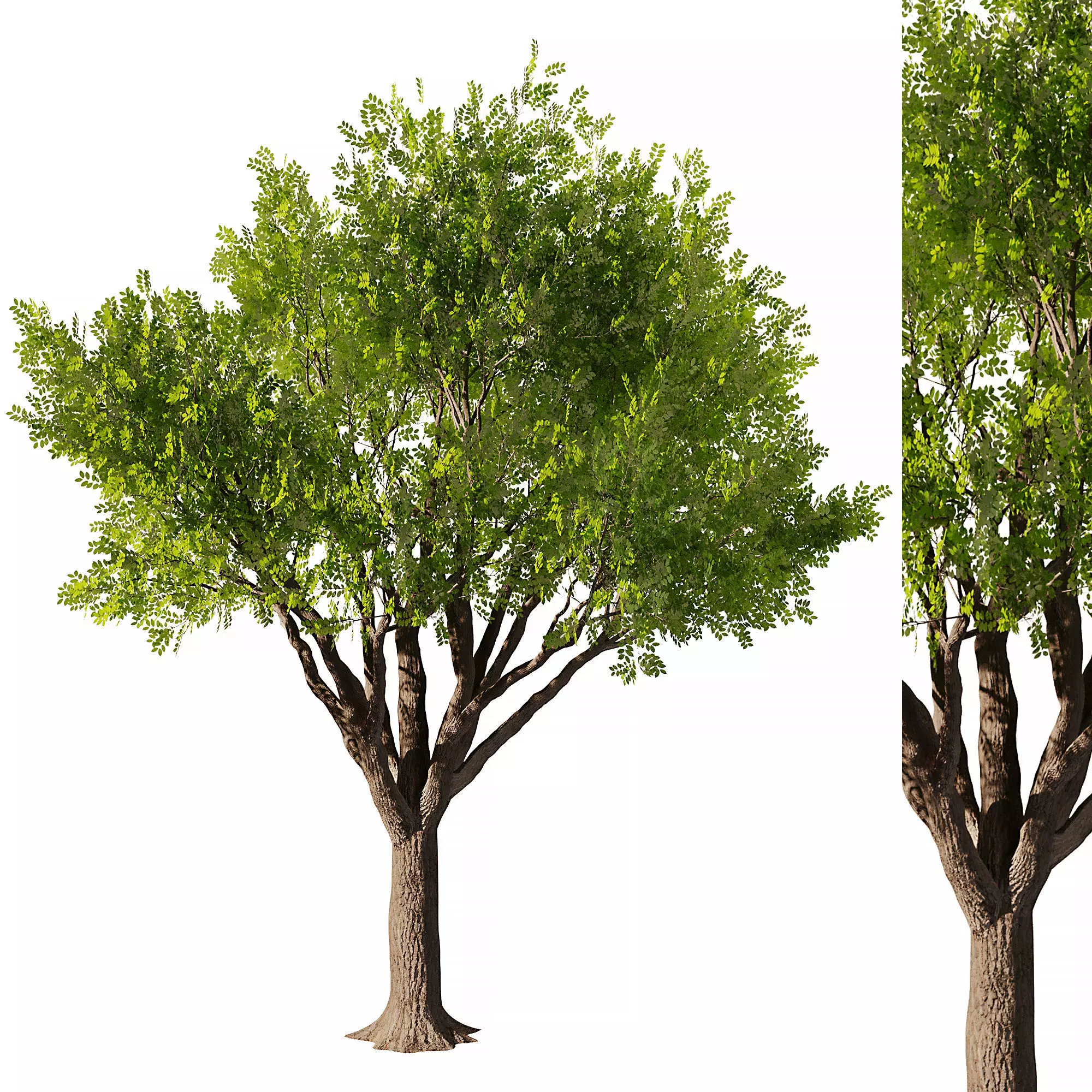Mahogany Tree 3D model