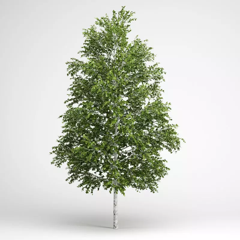 European White Birch 18 3D model_0