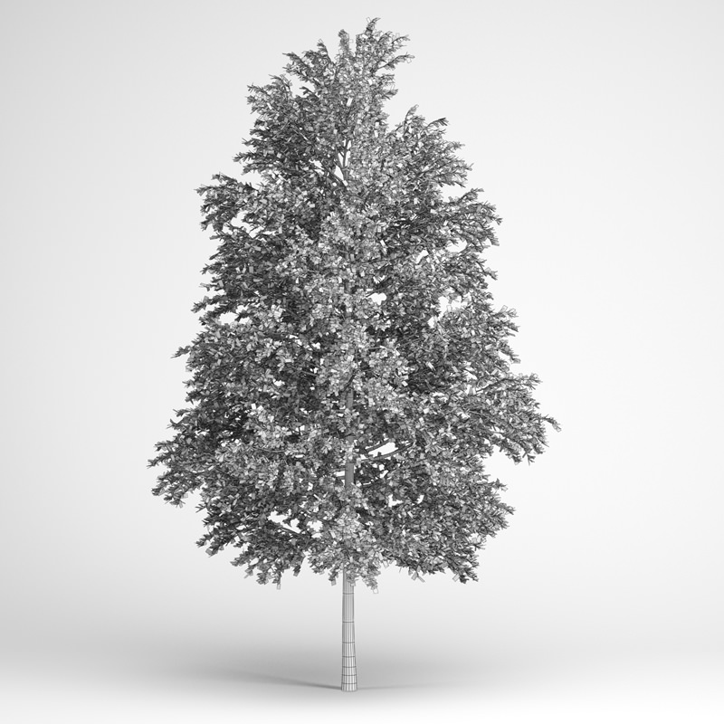 European White Birch 18 3D model_1