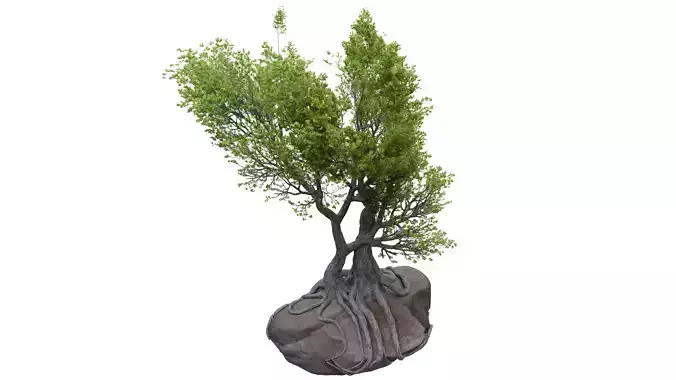Stylized tree model 3D model