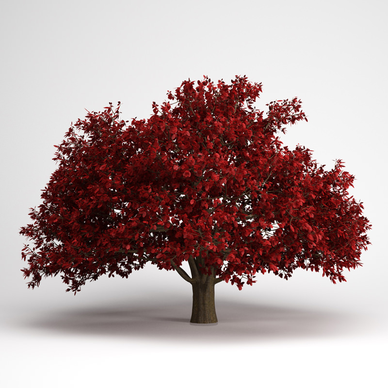 Persian Ironwood Tree 11 3D model_1