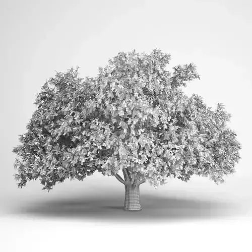 Persian Ironwood Tree 11