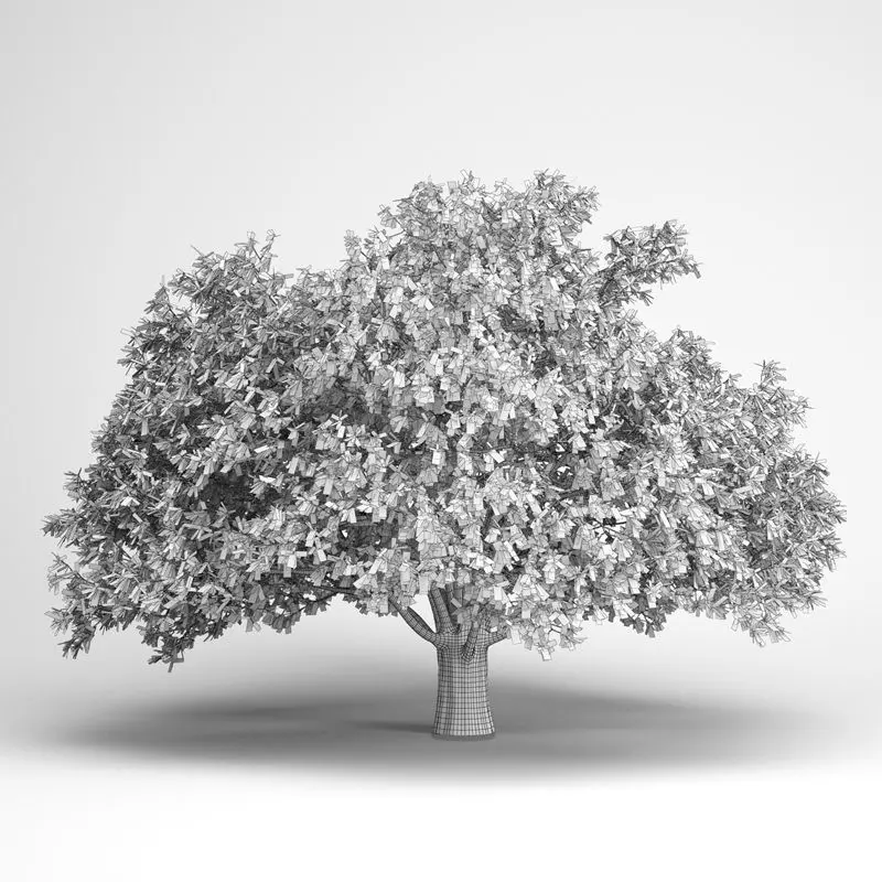 Persian Ironwood Tree 11 3D model_0