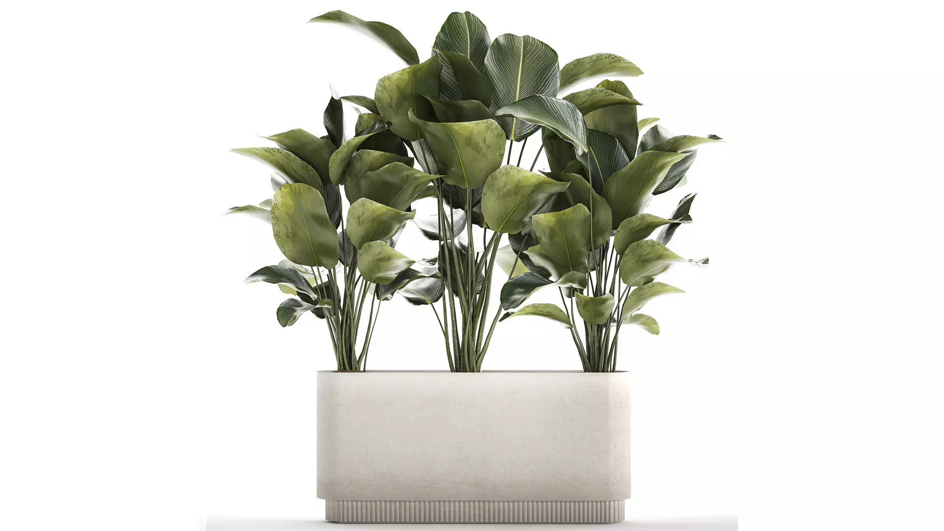 Beautiful Plant Bush Calathea Lutea Flowerpot 1309 3D model