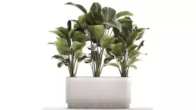 Beautiful Plant Bush Calathea Lutea Flowerpot 1309