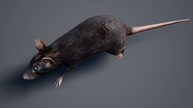 Rat LowPoly Low-poly 3D model