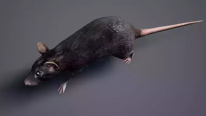 Rat LowPoly Low-poly 3D model