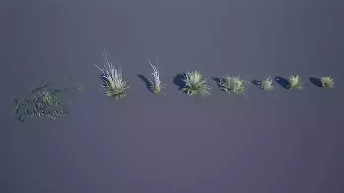 Desert Grass