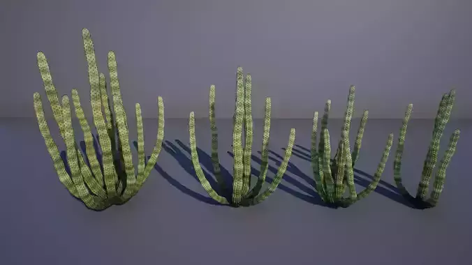Organ Pipe Cactus
