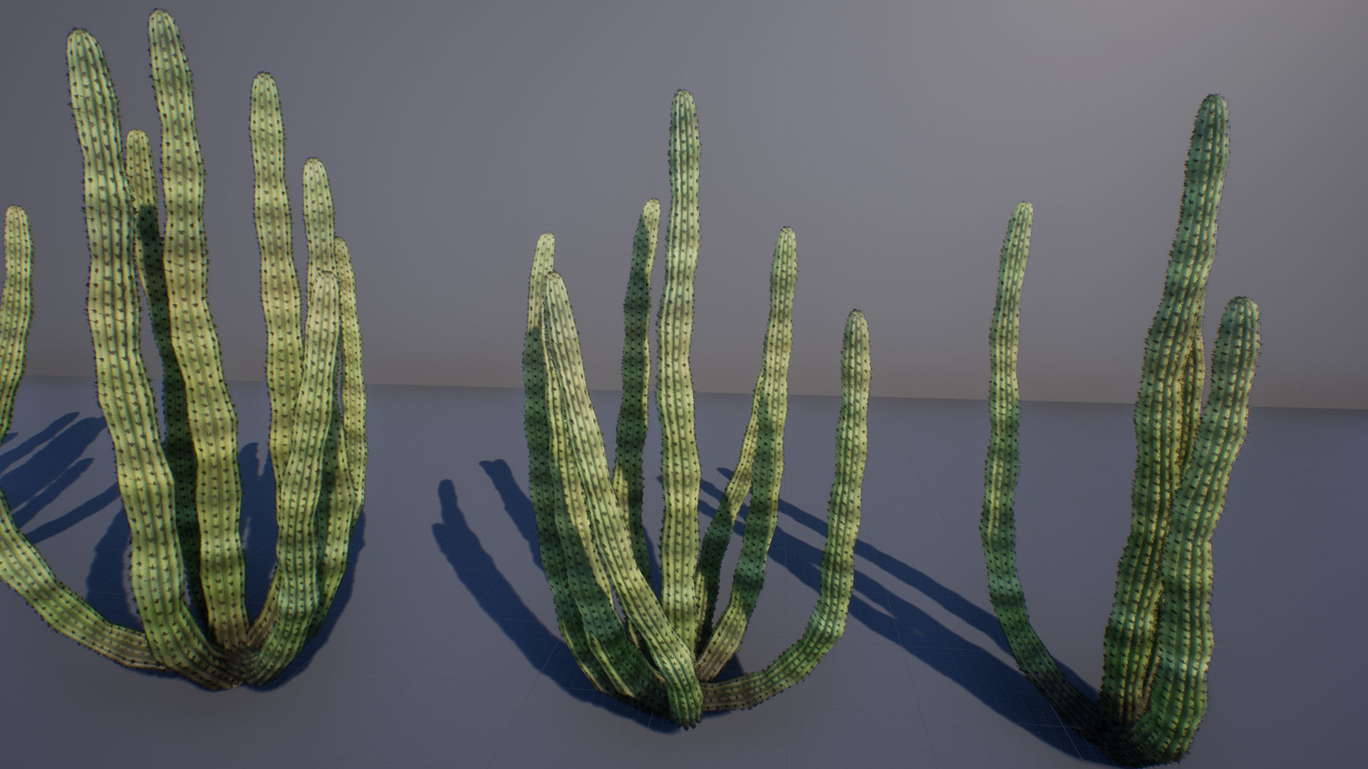 Organ Pipe Cactus Low-poly 3D model_2