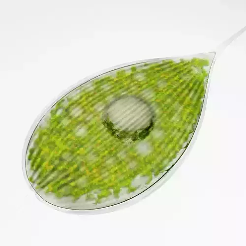 Phacus Low-poly 3D model