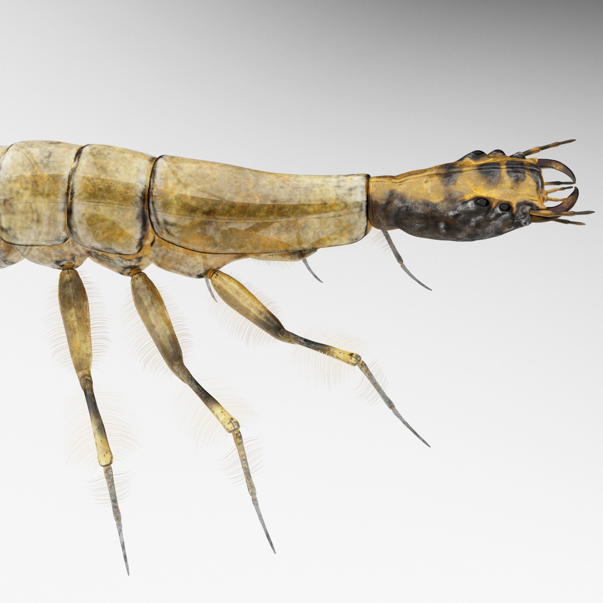Acilius Sulcatus Larvae 3D model_8