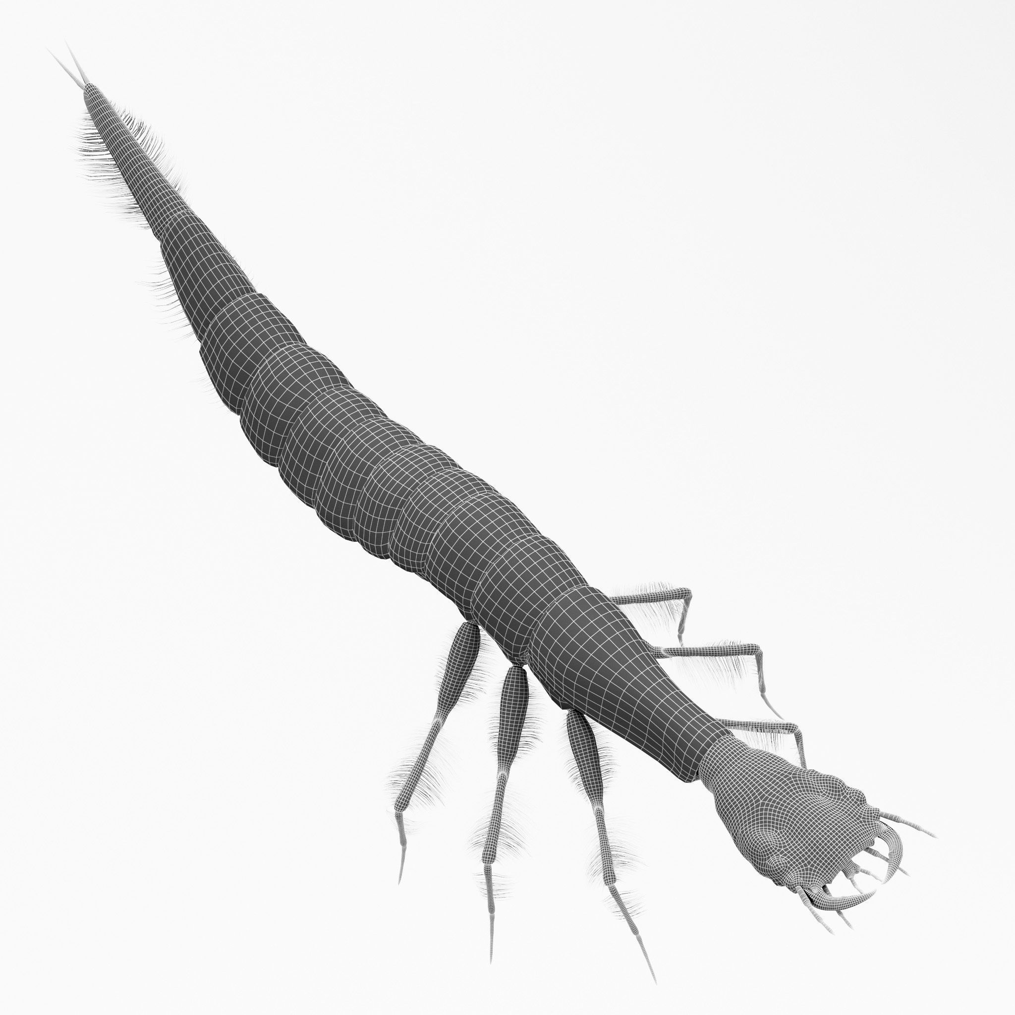 Acilius Sulcatus Larvae 3D model_10