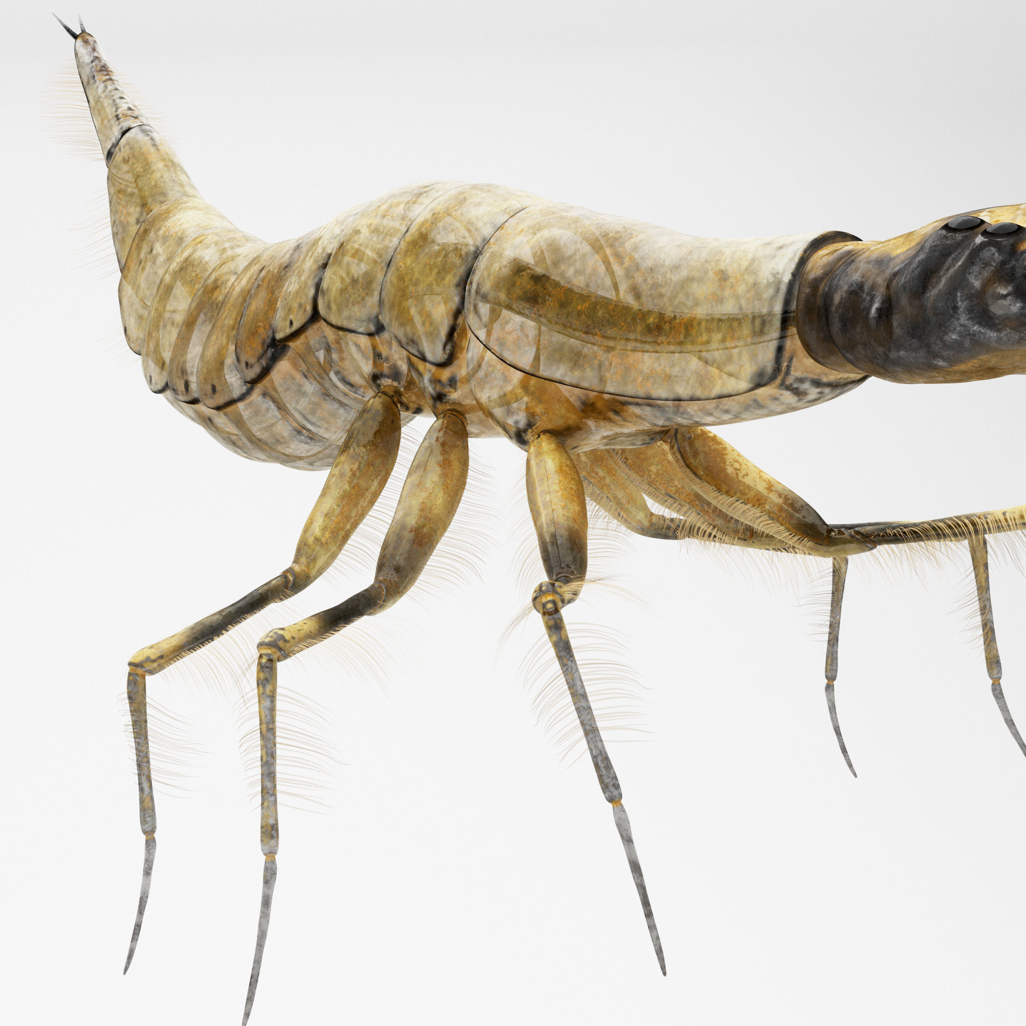 Acilius Sulcatus Larvae 3D model_5