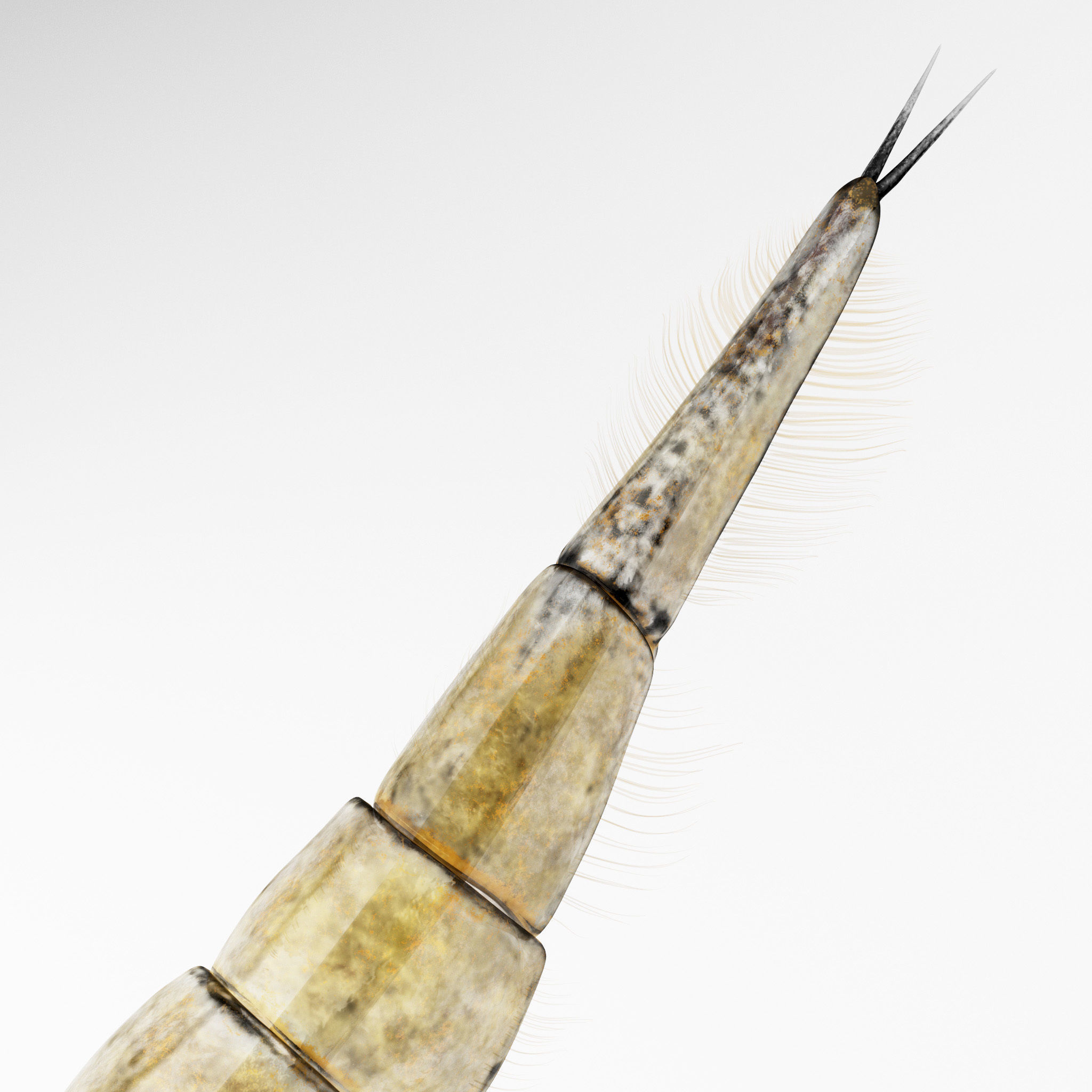 Acilius Sulcatus Larvae 3D model_4