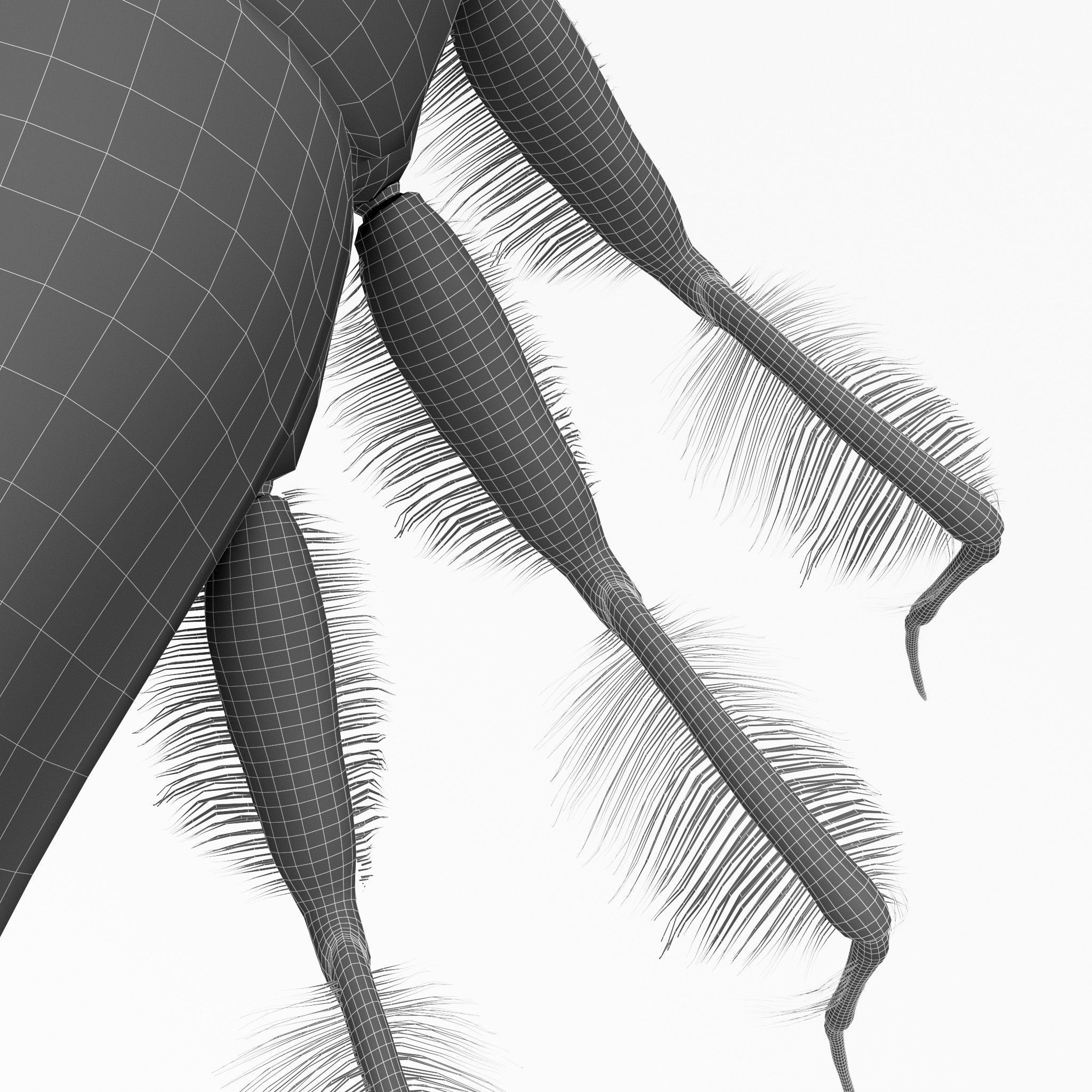 Acilius Sulcatus Larvae 3D model_7