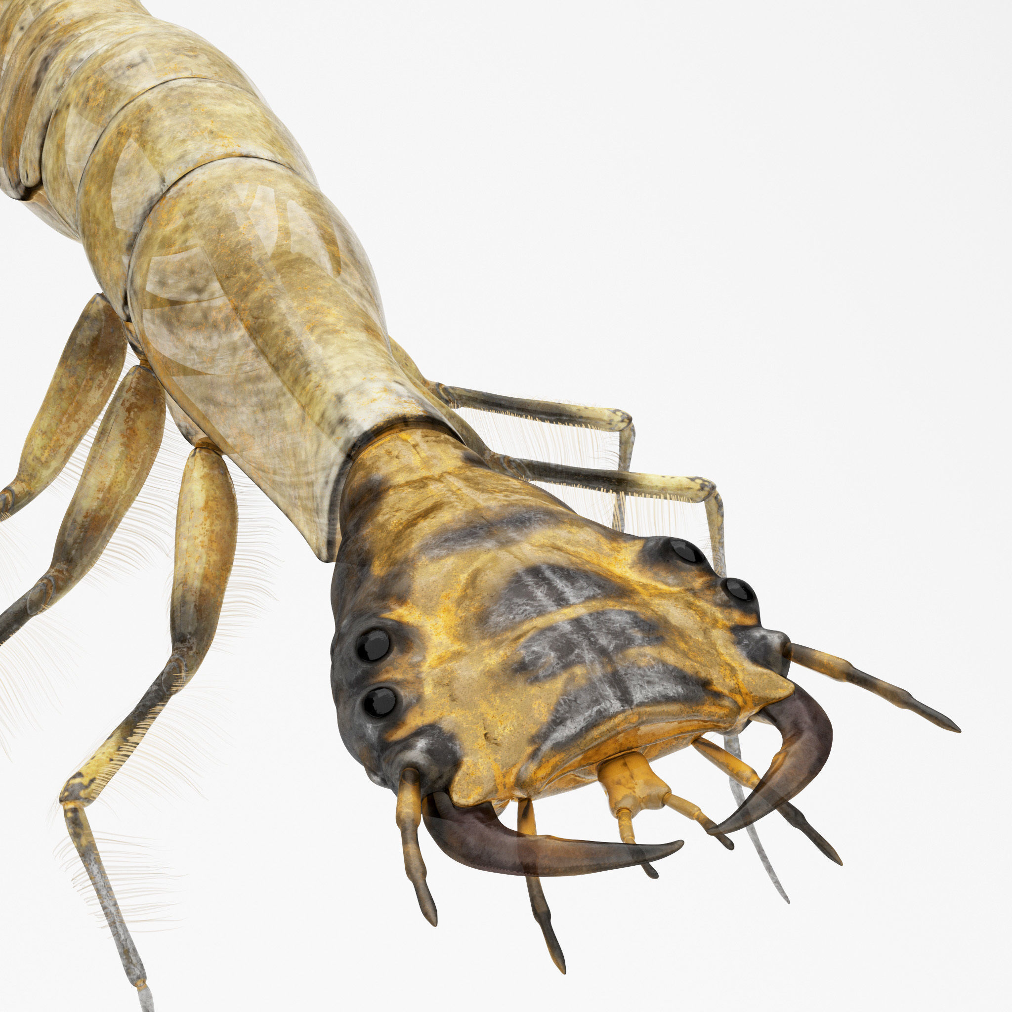 Acilius Sulcatus Larvae 3D model_2