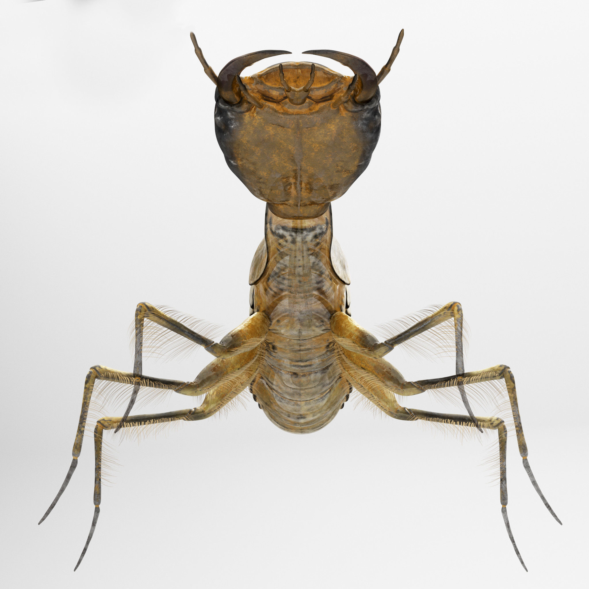 Acilius Sulcatus Larvae 3D model_3