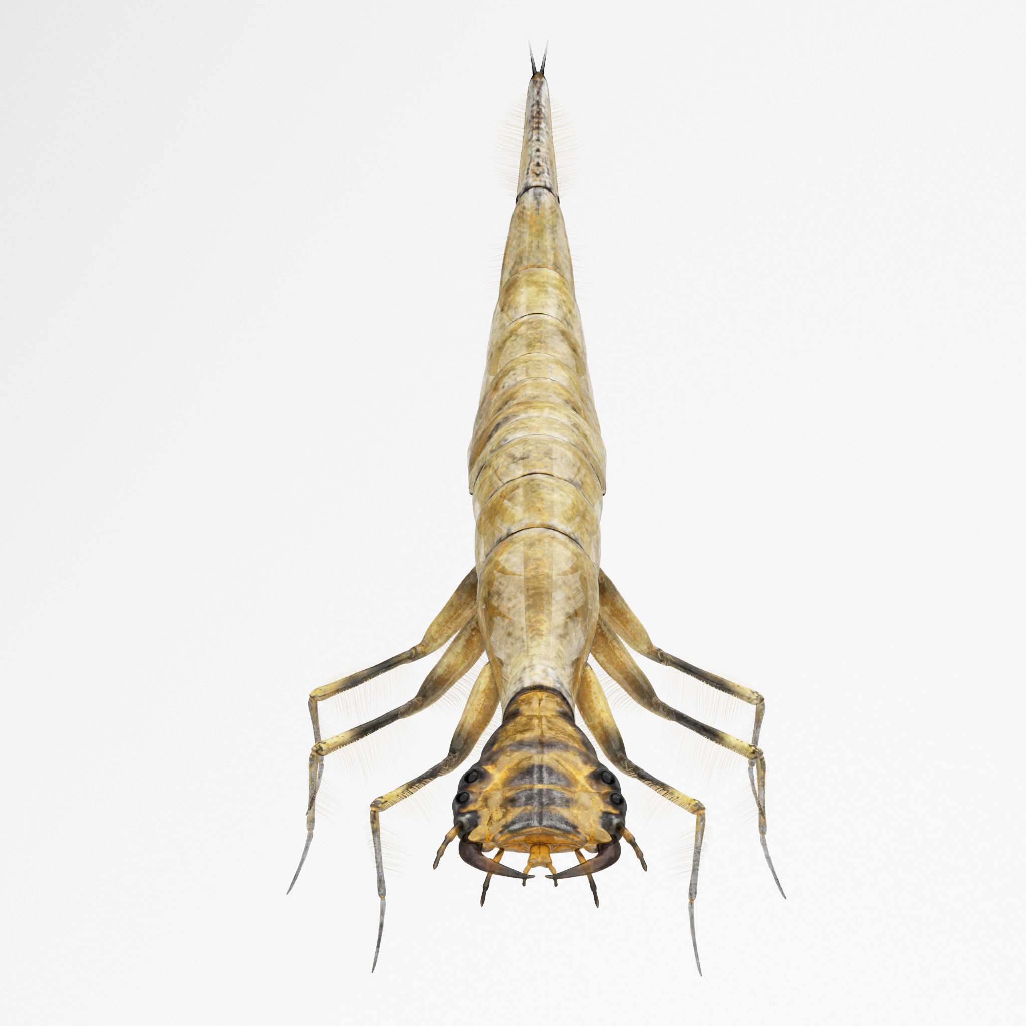 Acilius Sulcatus Larvae 3D model_1