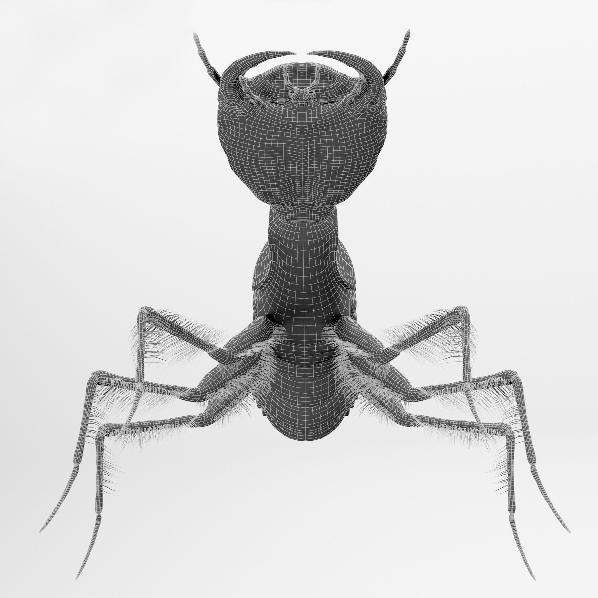 Acilius Sulcatus Larvae 3D model_9