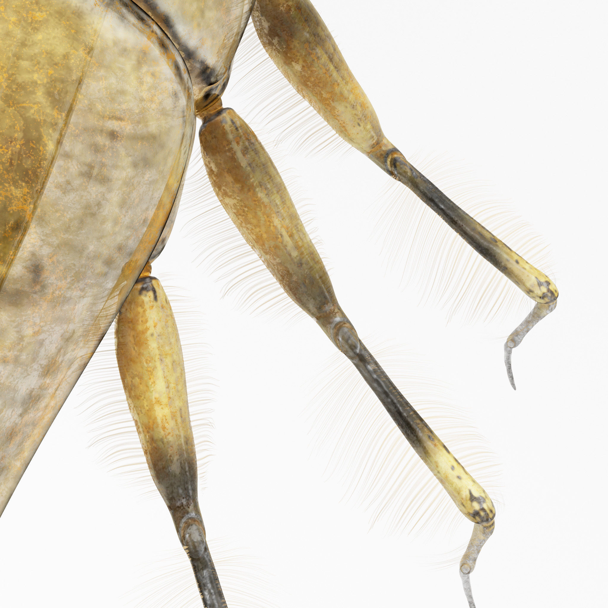 Acilius Sulcatus Larvae 3D model_6