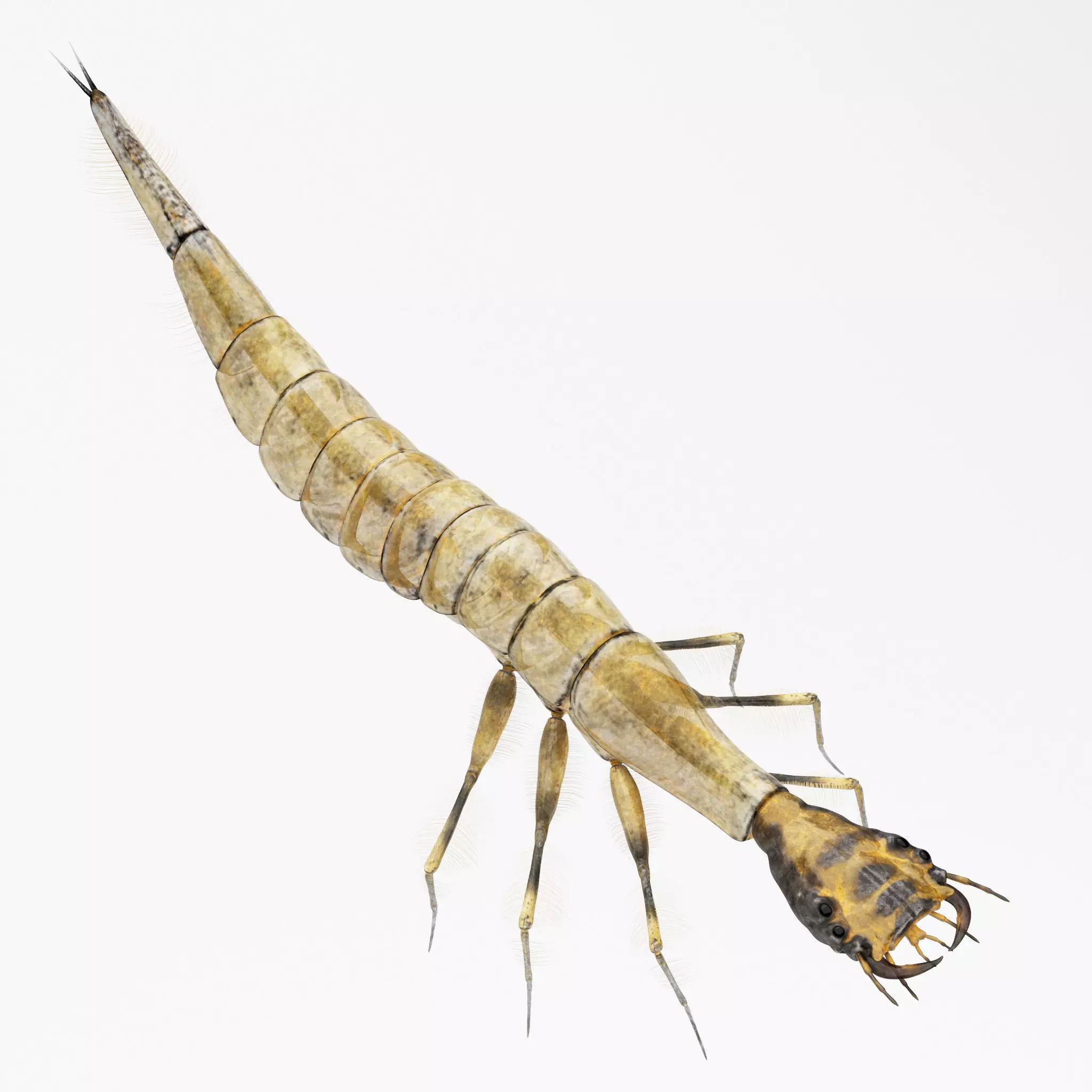 Acilius Sulcatus Larvae 3D model_0