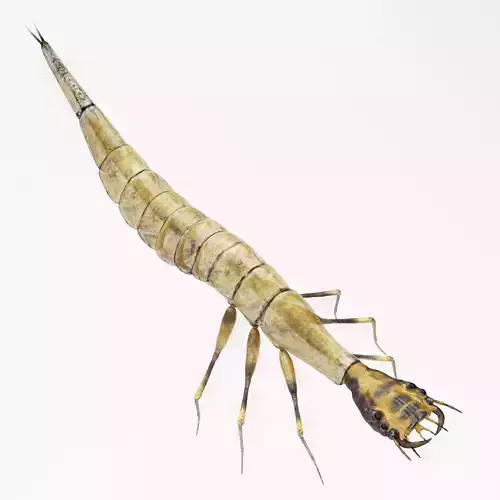 Acilius Sulcatus Larvae