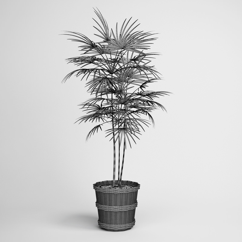 Potted Palm Tree 16 3D model_1