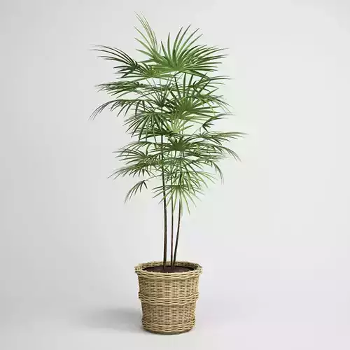 Potted Palm Tree 16