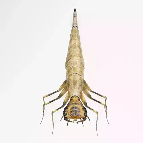 Acilius Sulcatus Larvae Rigged Animation 3D model
