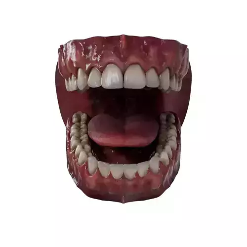 Photorealistic Teeth 3D model