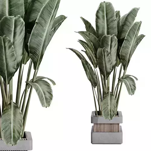 indoor plant set 388 palnt ravenala in a concrete vase
