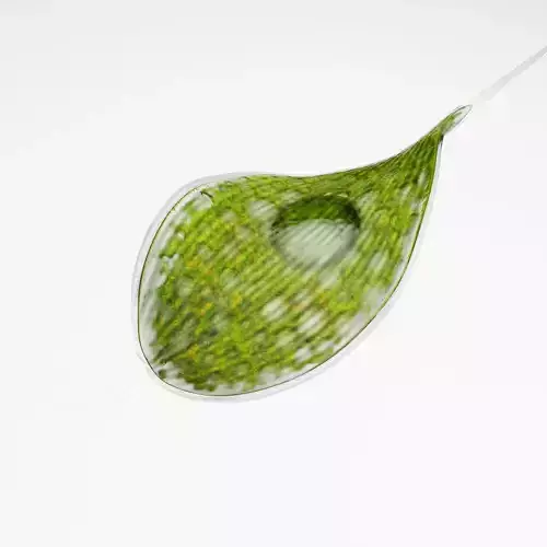 Phacus rigged Low-poly 3D model