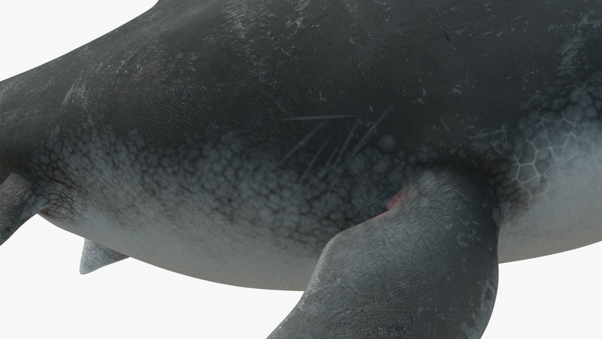 8K Realistic Ichthyosaurus Low-poly 3D model_11