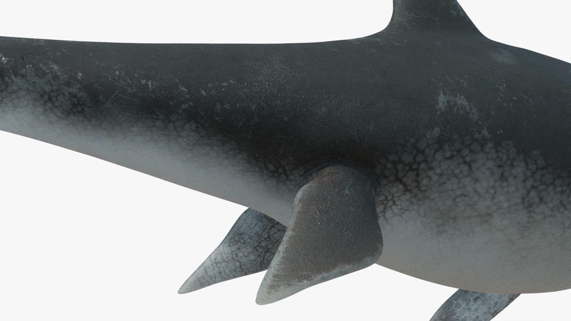 8K Realistic Ichthyosaurus Low-poly 3D model_13