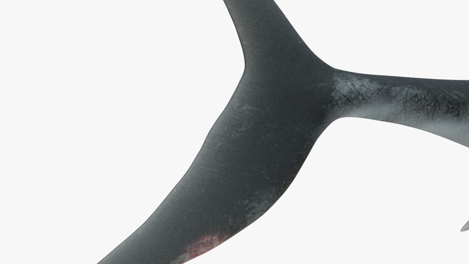 8K Realistic Ichthyosaurus Low-poly 3D model_14