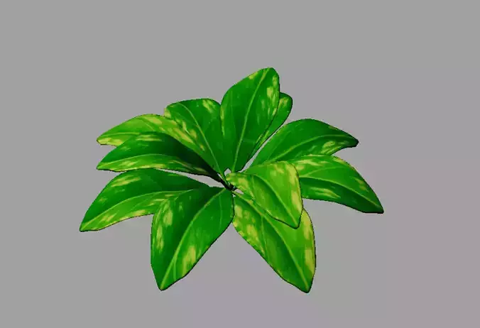 Leaf Plant